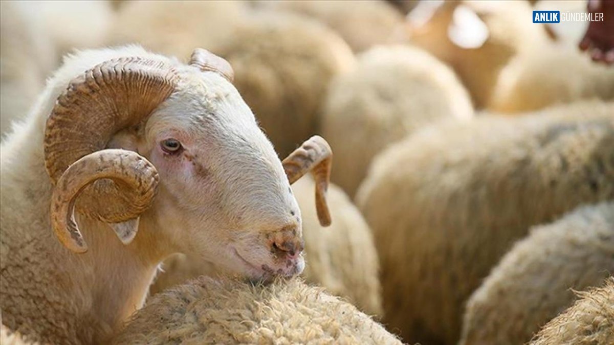 Kurban Bayramı Sona Erdi, Deri Sektörü Rekor Gelir Bekliyor: Gizli Potansiyel Ortaya Çıktı!